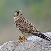 Eurasian Kestrel  "Falco tinnunculus"